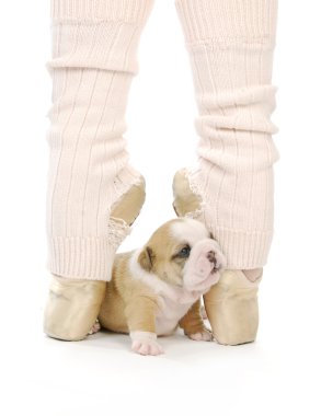dans eden köpek yavrusu