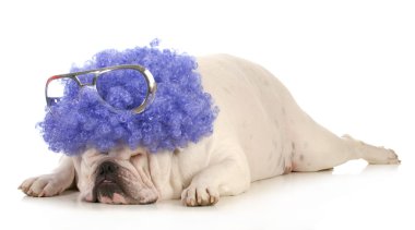 köpek palyaço