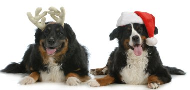 Noel Baba ve rudolph köpekler