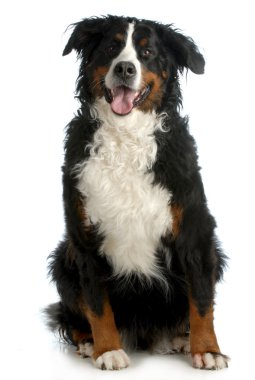 Bernese dağ köpeği