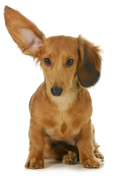 听力的狗 — 图库照片