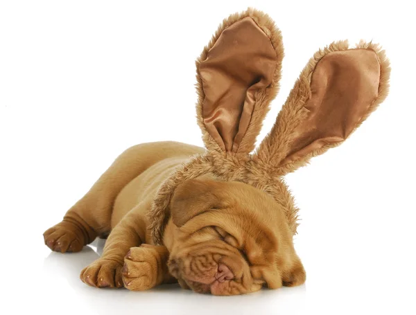 Cão usando orelhas de coelho — Fotografia de Stock