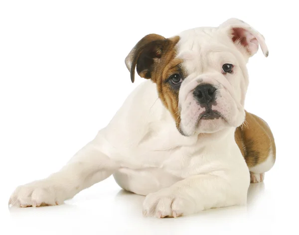 Cute puppy — Stock Photo, Image