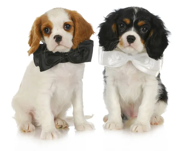 Twee leuke puppy — Stockfoto