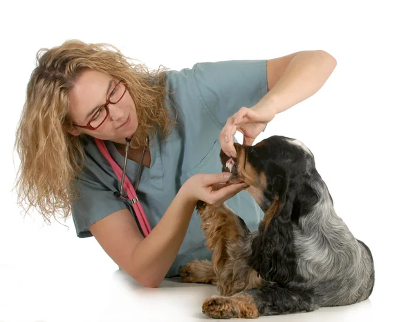 Veterinärvård — Stockfoto