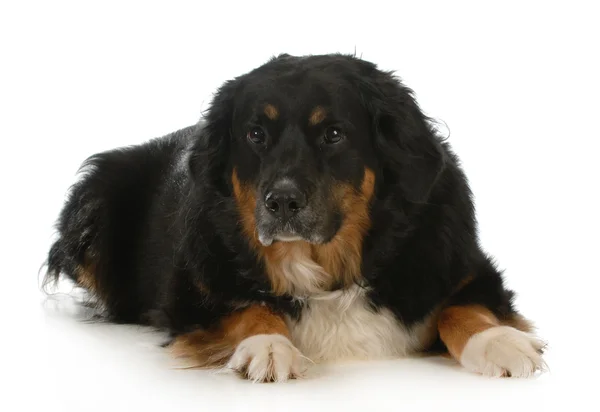 Mistura de cães de montanha bernese — Fotografia de Stock