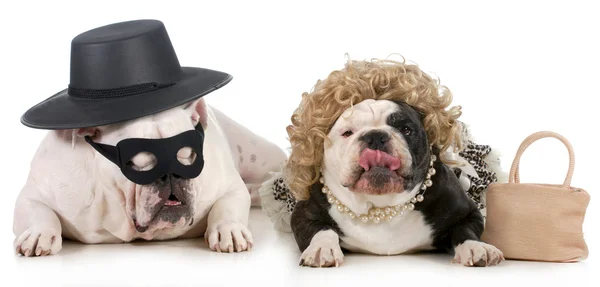 Funny dog couple — Stock Photo, Image