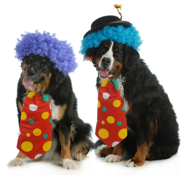 Cani divertenti — Foto Stock
