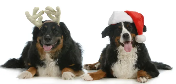 Perros navidad fotos de stock, imágenes de Perros navidad sin royalties |  Depositphotos