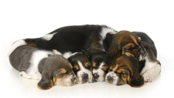 Litter of puppies — Stock Photo, Image