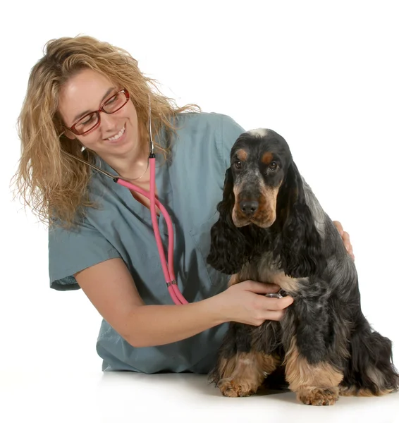 Veterinaire verzorging — Stockfoto