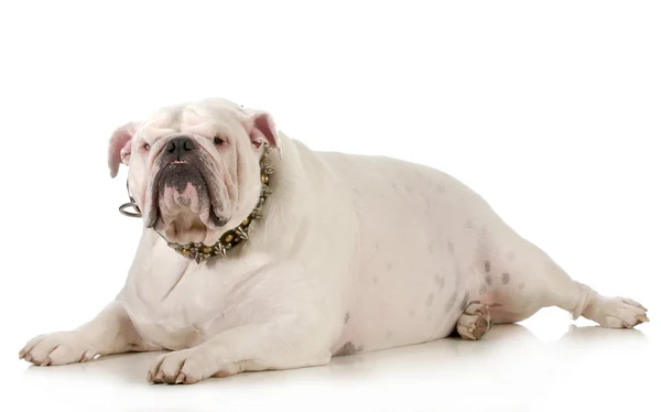 Bulldog — Foto Stock