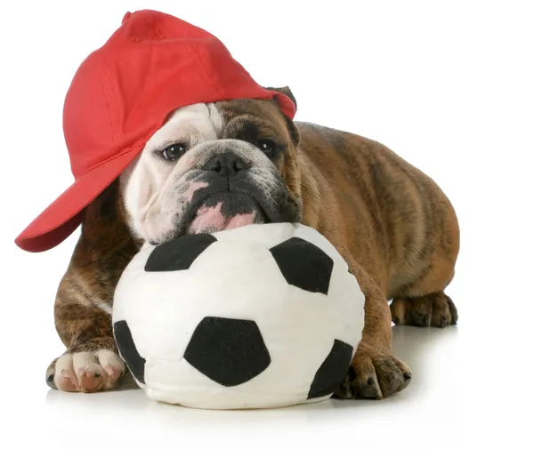 Sports hound — Stock Photo, Image