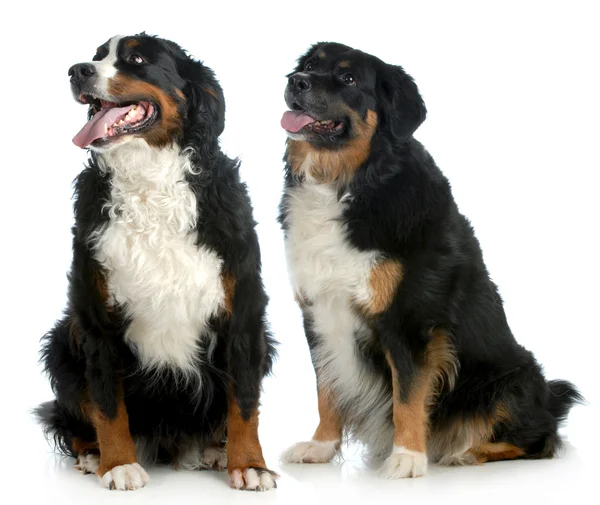 Dois cães grandes — Fotografia de Stock