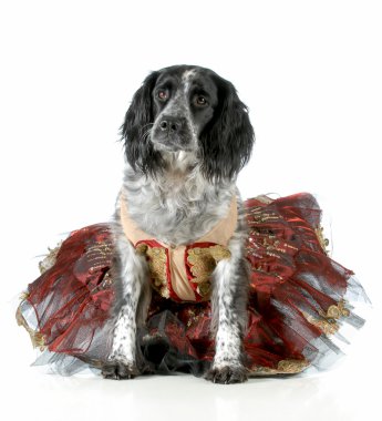 dişi köpek