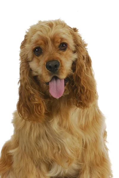 Cocker spaniel — Zdjęcie stockowe