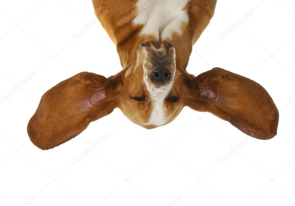 Basset hound listening