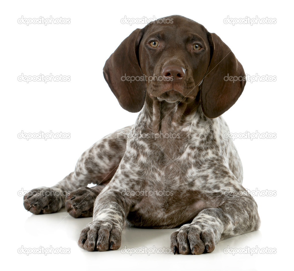German Short Haired Pointer Puppy Stock Photo C Willeecole 18435949