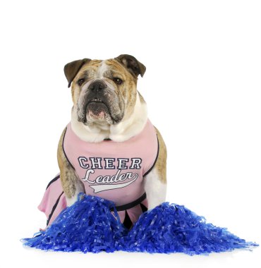 Bulldog amigo