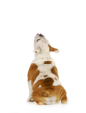 Şirin köpek.