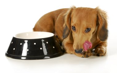köpek besleme