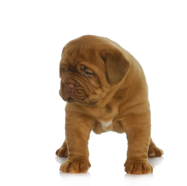 Dogue de bordeaux puppy — Stock Photo, Image