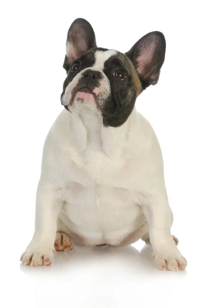 Fransk bulldog — Stockfoto