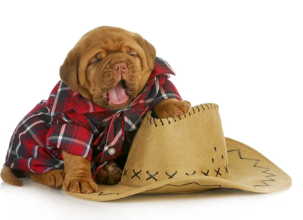 Cachorrinho bonito — Fotografia de Stock