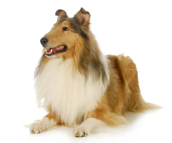 Collie — Stockfoto