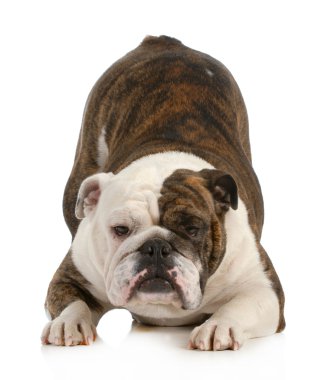 oynak köpek