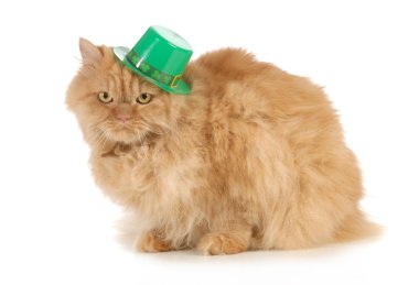 St patricks günü kedi