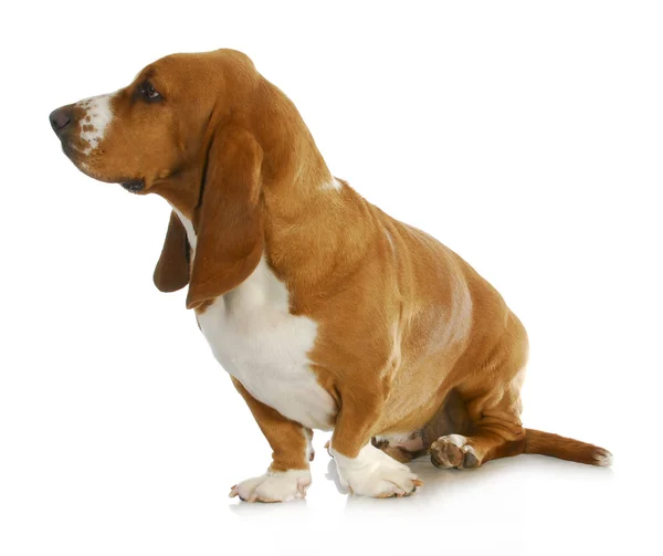 Basset hound — Stockfoto