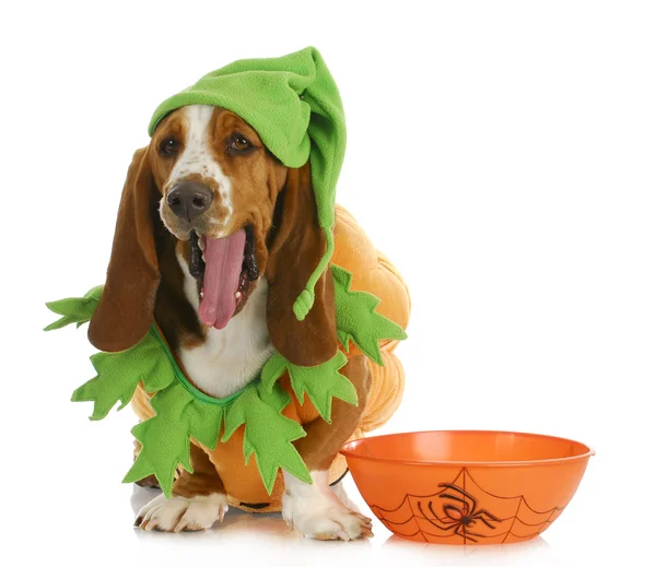 Halloween hond — Stockfoto