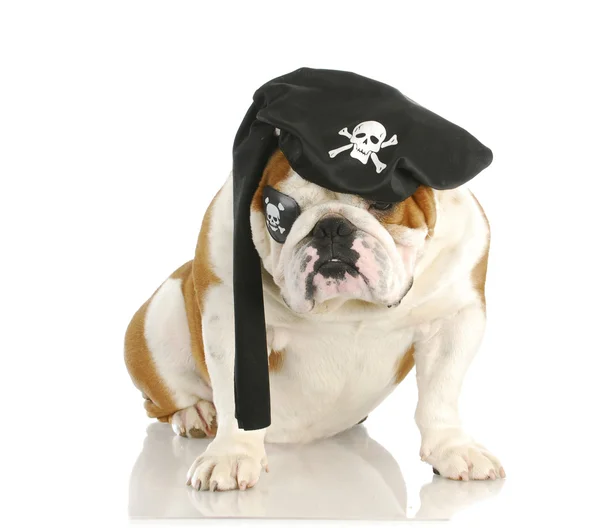 Pirate chien — Photo