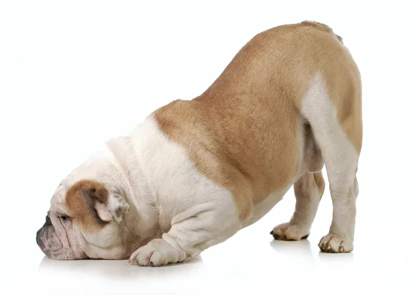 Dog bowing — Stock Photo, Image