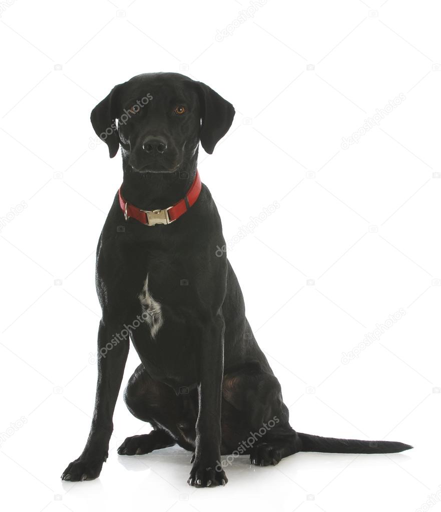black lab cross