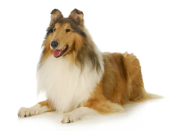 Collie. — Foto de Stock