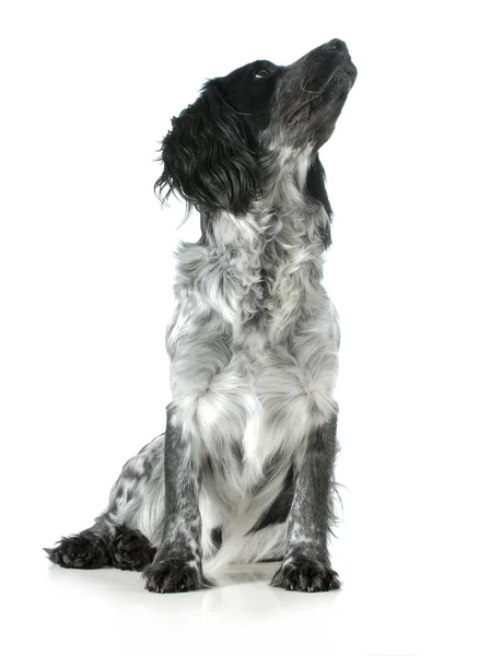 English cocker spaniel cross looking up — Stock Photo, Image