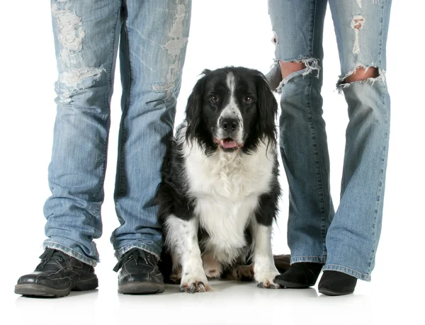 Familienhund — Stockfoto