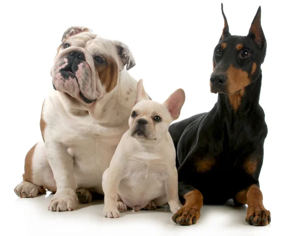 Drie honden — Stockfoto