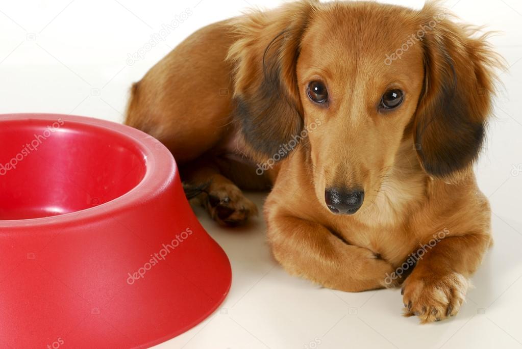 dog waiting to be fed