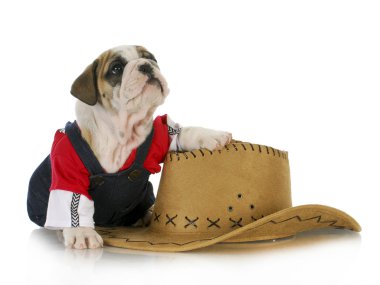 ülke köpek