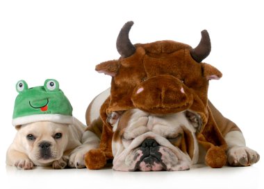 sevimli köpek