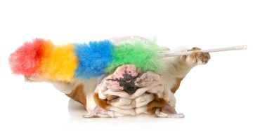 köpek kılı kadar Temizleme