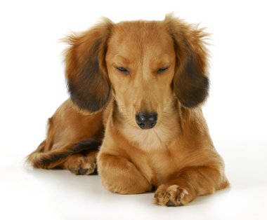 istirahat köpek