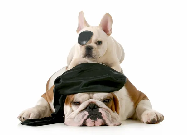 Pirate honden — Stockfoto