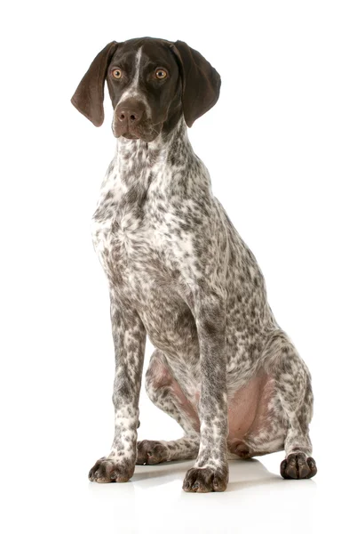 German shorthaired pointer — Stock Photo, Image