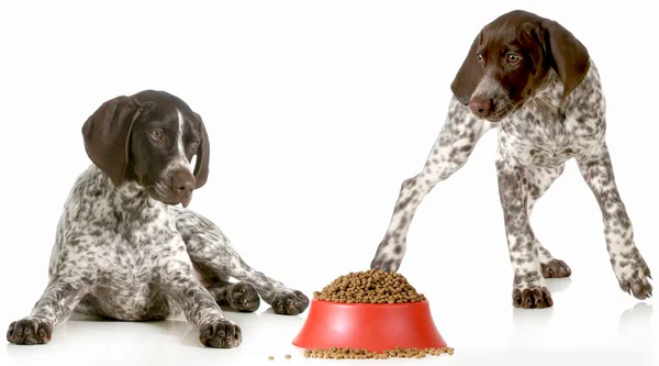 Dog dinner — Stock Photo, Image