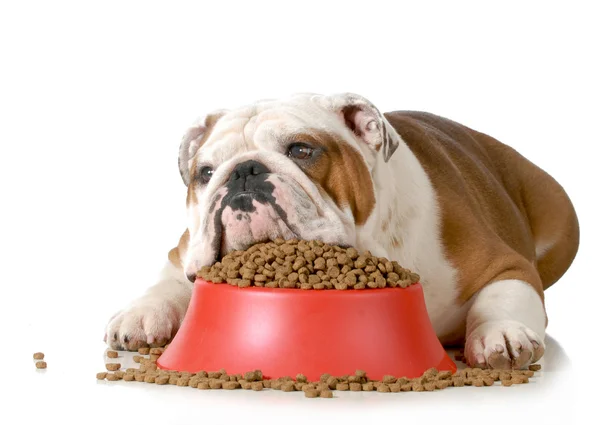 Hasta köpek.