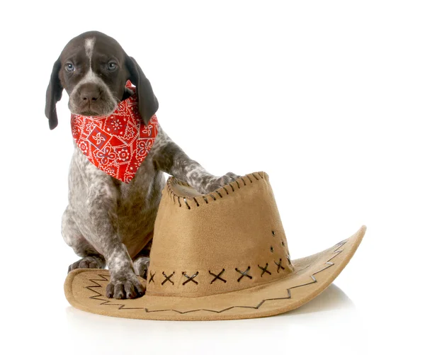 Country dog — Stock Photo, Image